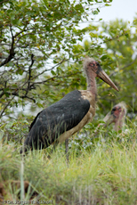 Marabu (24 von 33).jpg